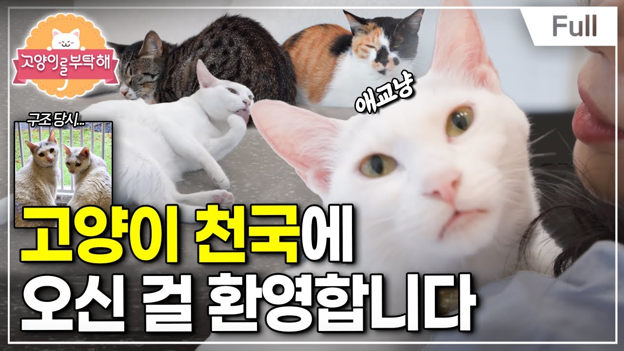 [Full] 고양이를 부탁해 - 고양이 천국에 오신 걸 환영합니다