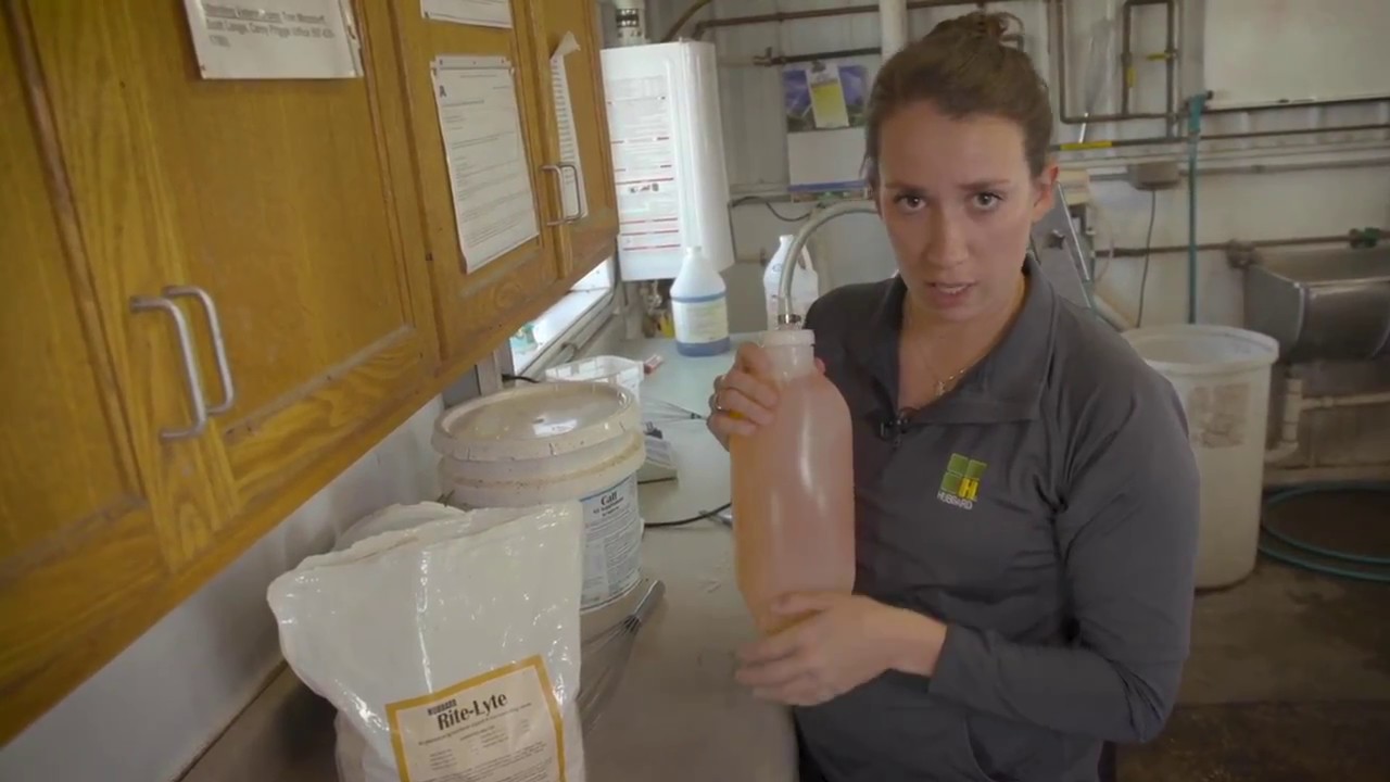 Calf Care: Hydration & Tube Feeding