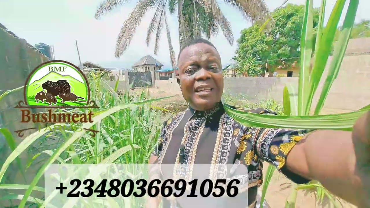 dry season challenge in Grasscutter farming