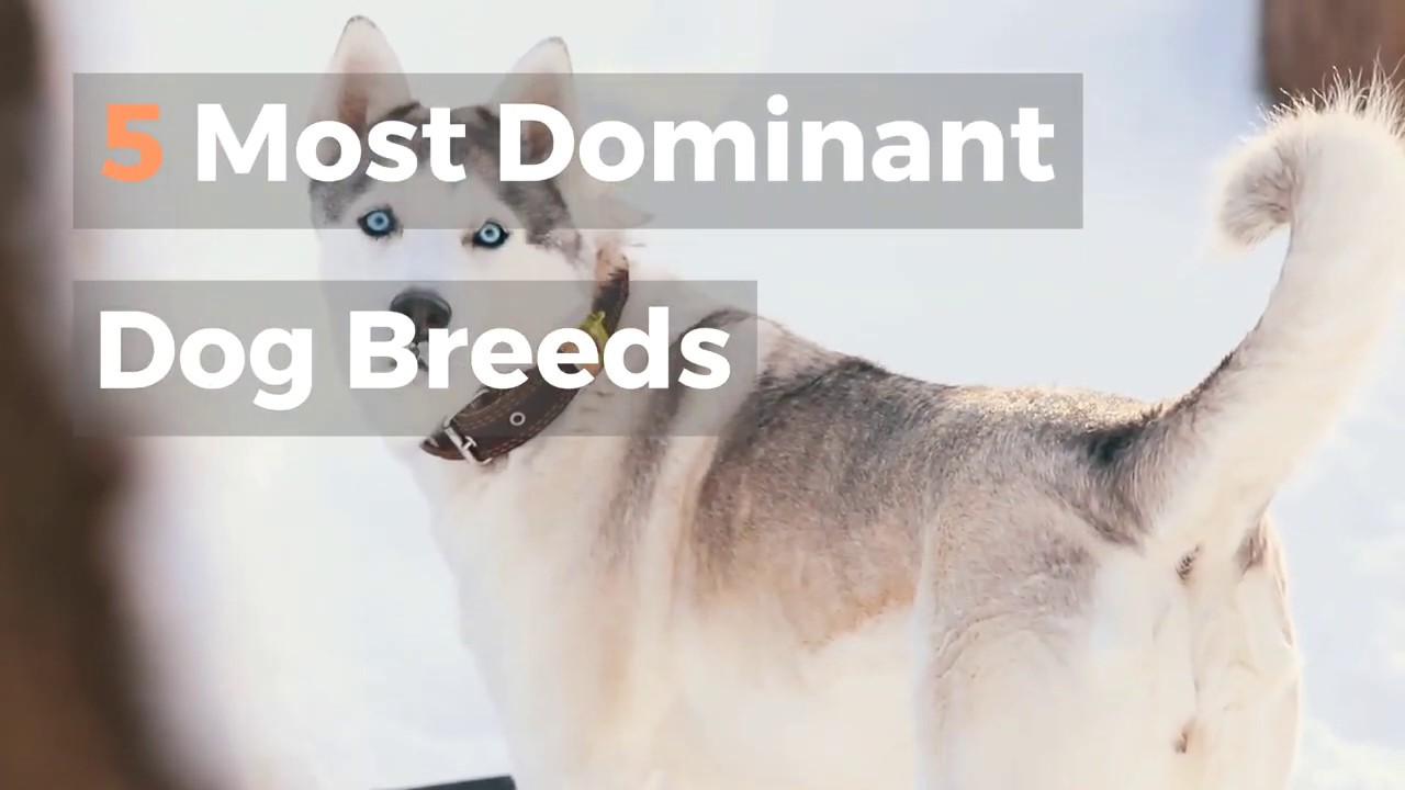 5 Most Dominant Dog Breeds