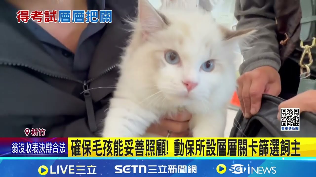 8隻布偶貓開放領養 現場湧逾200人排隊抽籤搶領養!｜三立新聞網 SETN.com