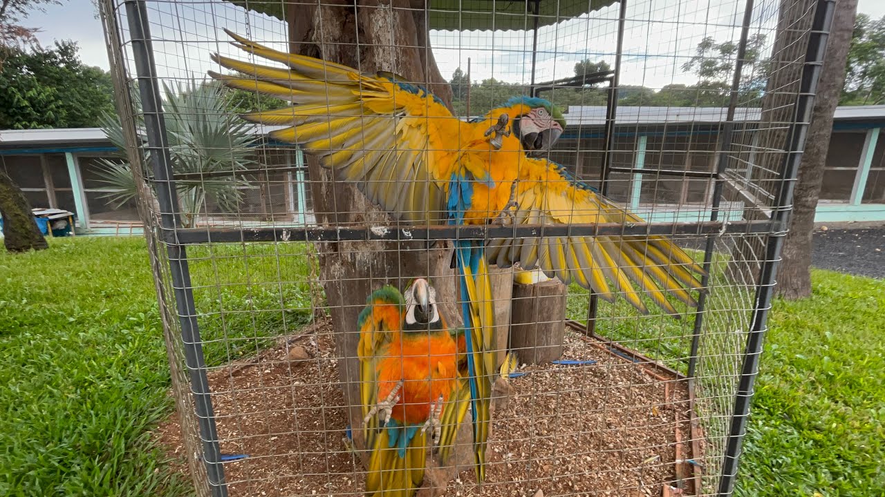 AVES RARAS DO BRASIL E DO MUNDO - VALTER DE CONCÓRDIA
