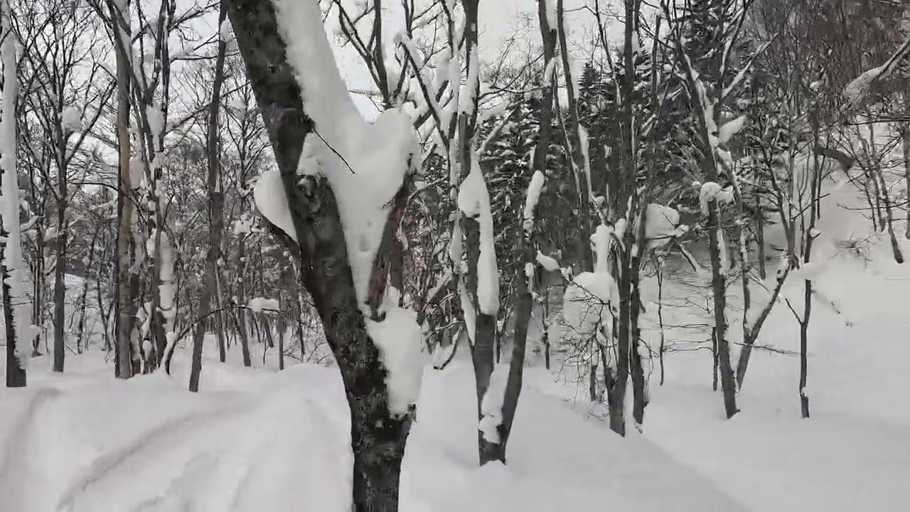 260212 a Tree Run (No.4 Flashman) 1, Kiroro