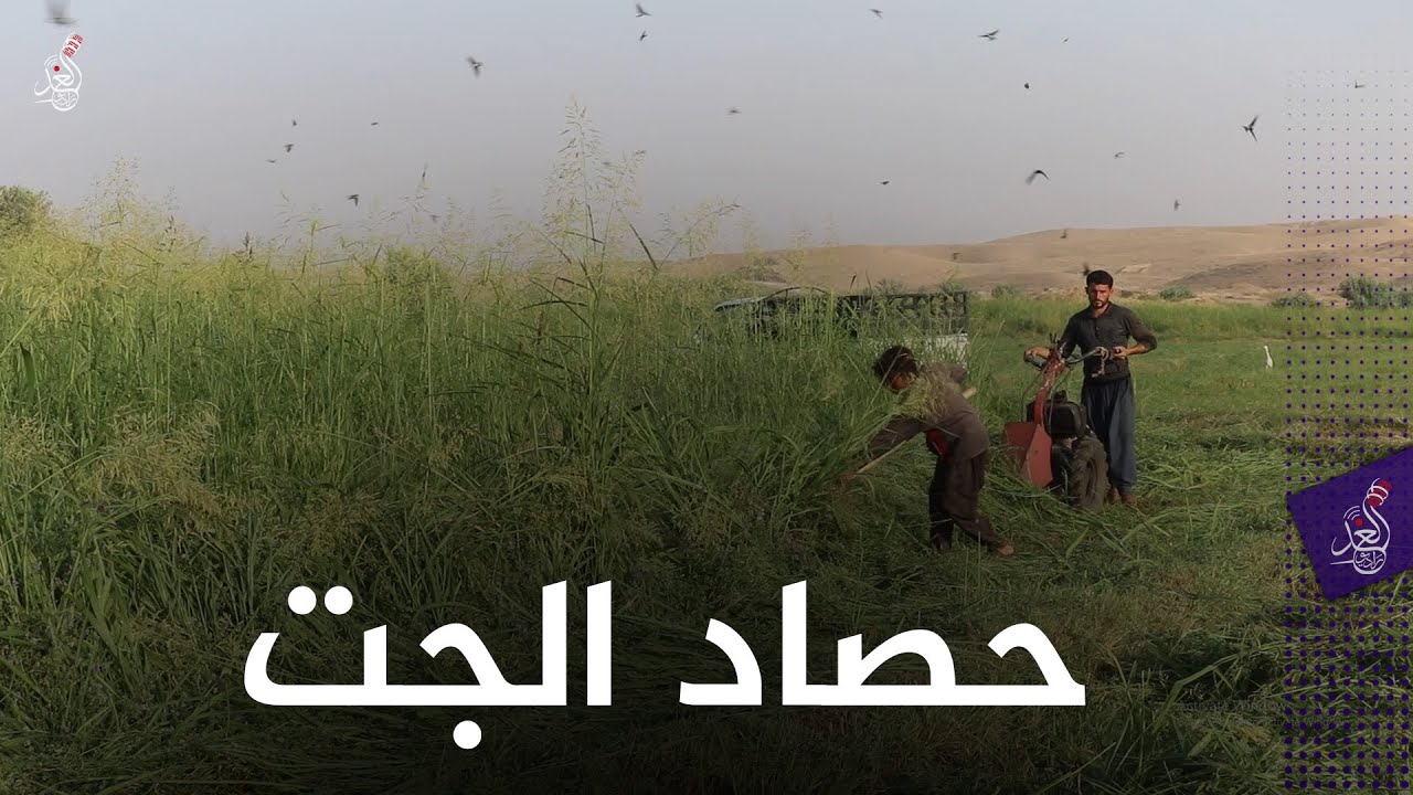 موسم حصاد الجت في  ناحية 