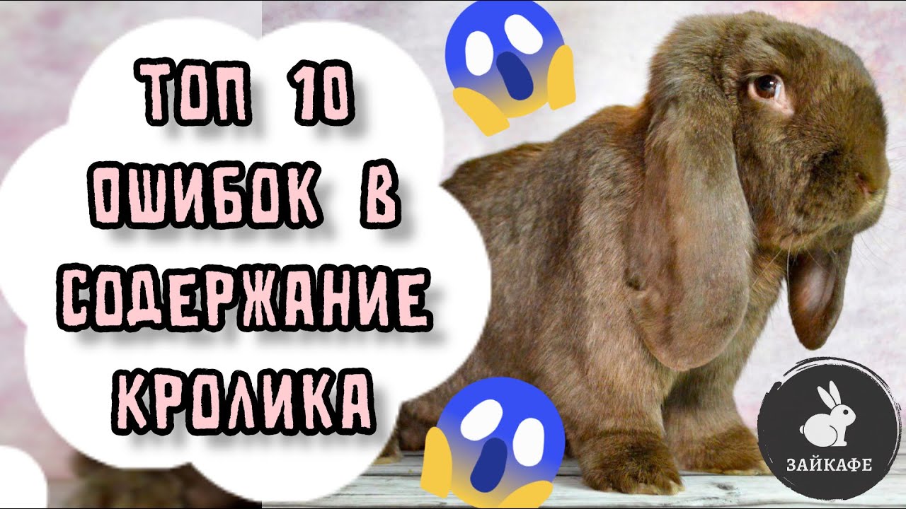 10 УЖАСНЫХ ОШИБОК В СОДЕРЖАНИИ КРОЛИКА ! КАК ПРАВИЛЬНО СОДЕРЖАТЬ КРОЛИКА