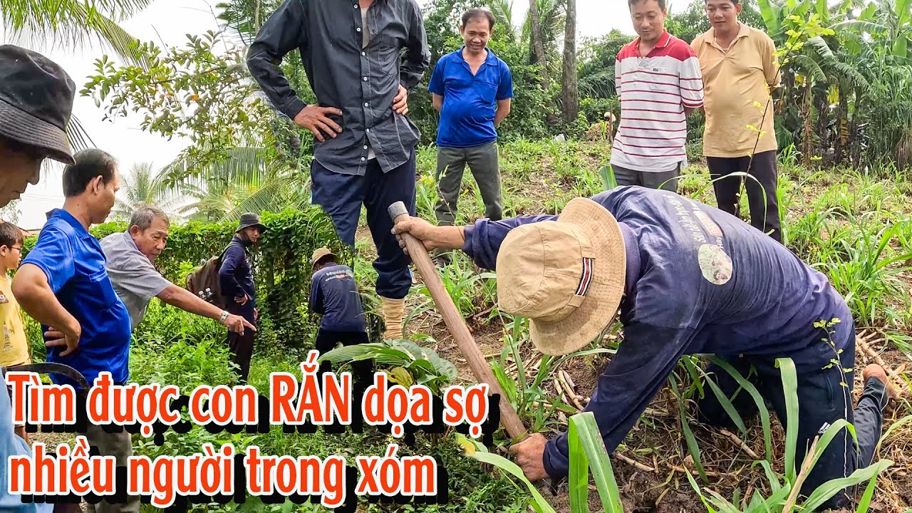 Tìm con RẮN xuất hiện khiến nhiều người trong xóm hoảng sợ | TGSB #1014