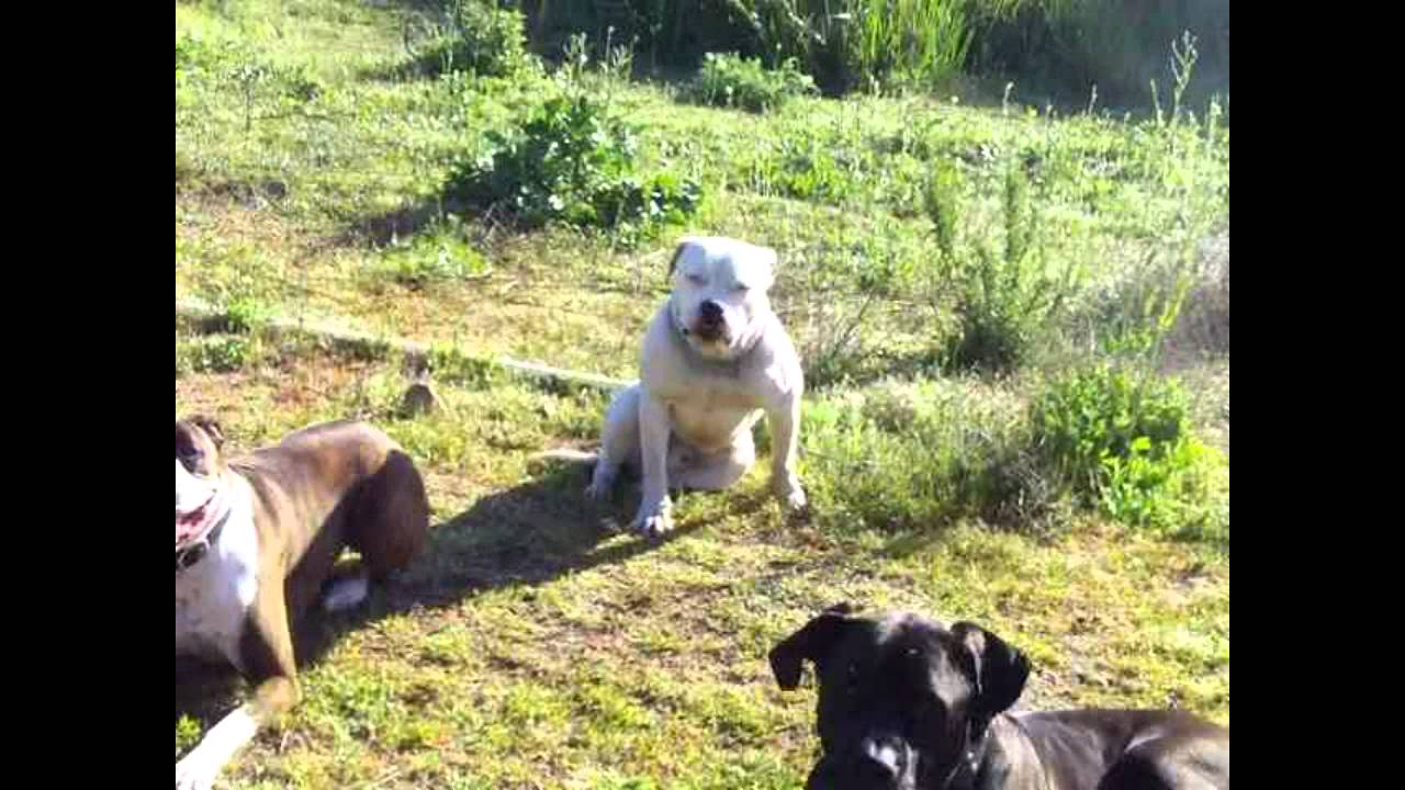 Off Leash Dog Training in Los Angeles Orange County