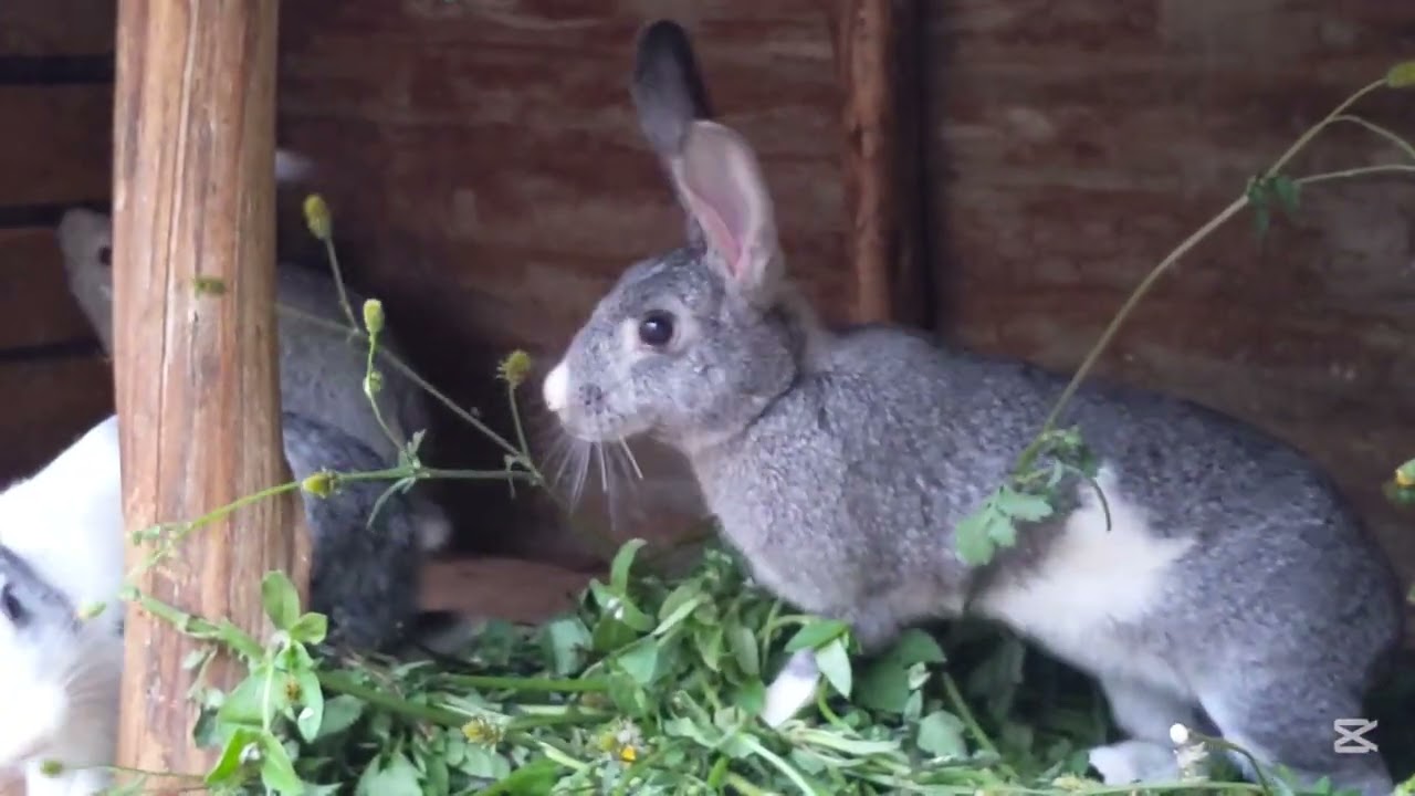 The kittens share grasses in the hutch🤣🤣🙌🌿🐇🐰🐰🐰🌧️🌧️this is good season in Africa 🌍
