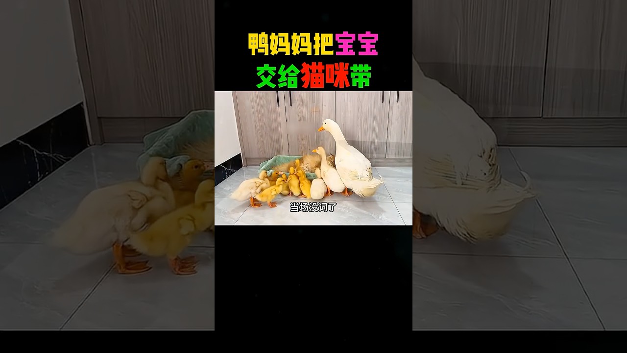 鸭🦆妈妈的宝宝自己不带，却扔给猫咪带！ #automobile #大熱門 #影視解説 #感人壹幕 #熱門 #搞笑 #影视聚焦 #正能量 #精彩影视