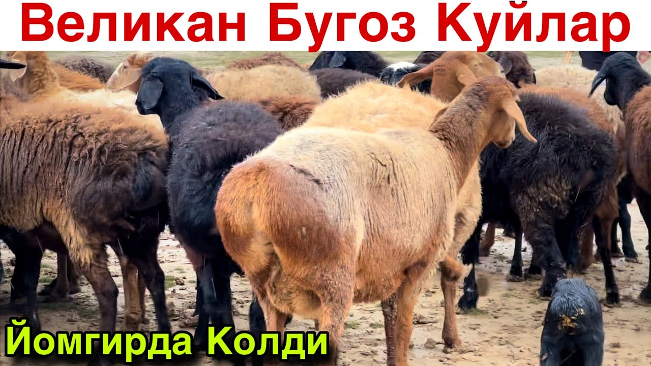 Буронда Колди! ☎️+998 77 003 1395