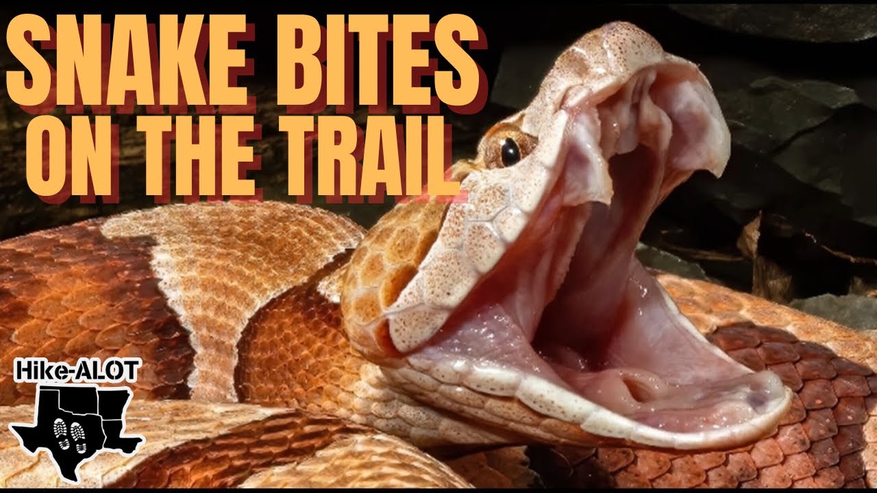 SNAKES! Learn To Enjoy The Encounter & Survive A Bite #hiking #backpacking