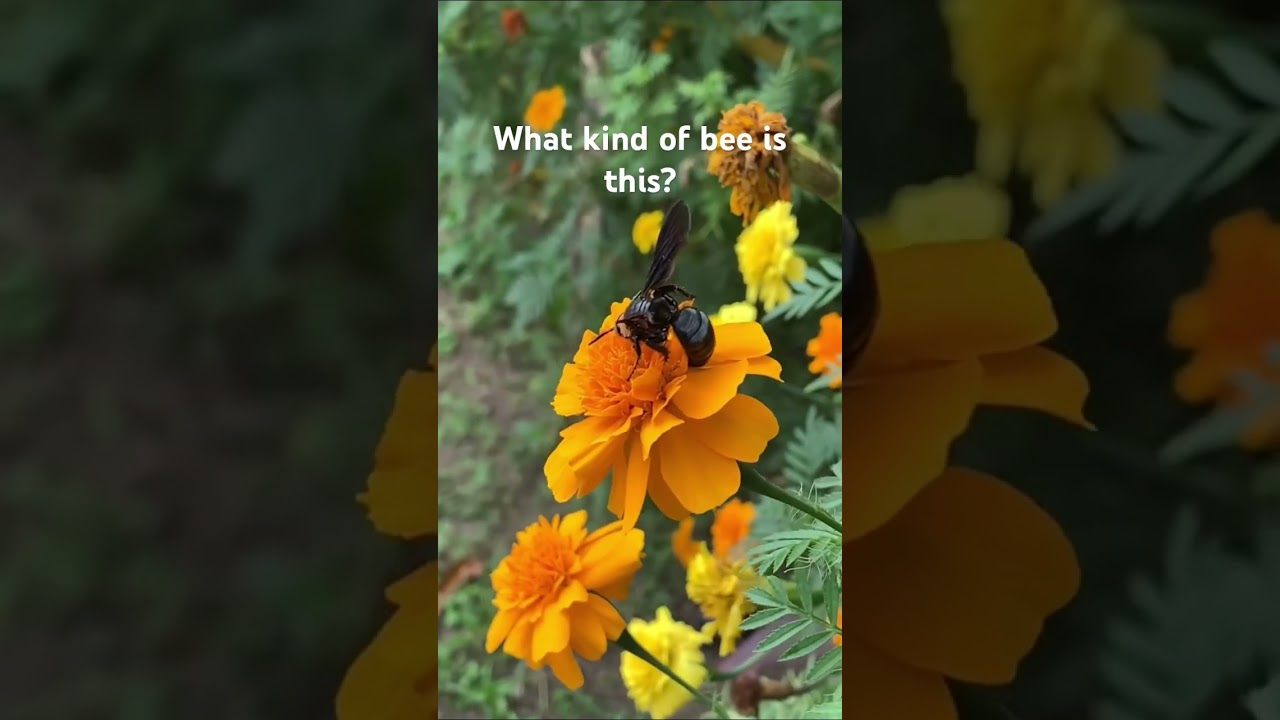 What kind of bee is this? #bee #beekeeping #beefarming