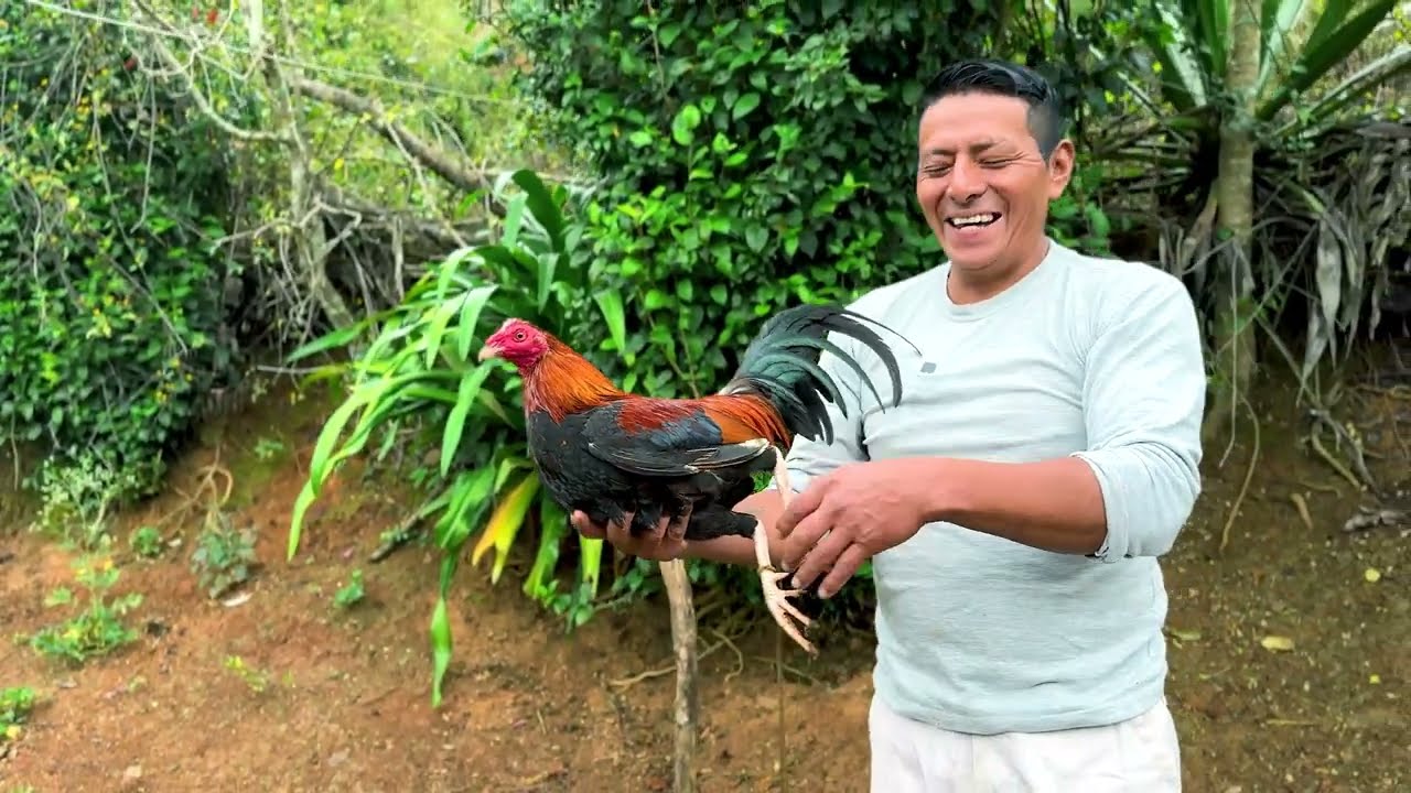 Mis gallos que tengo en la finca