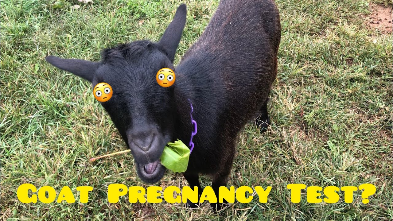 Giving our goat a pregnancy test!