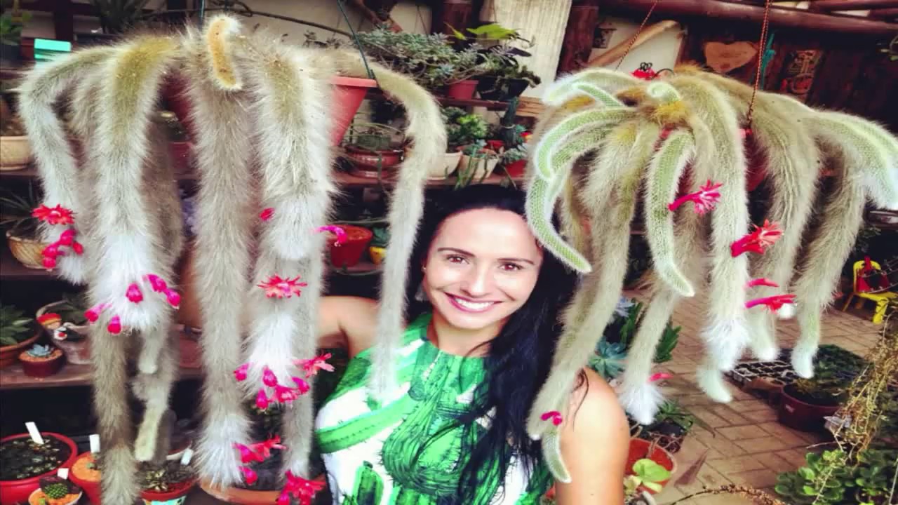 Cacto Rabo de Macaco, Rato e Gato. Qual a diferença?