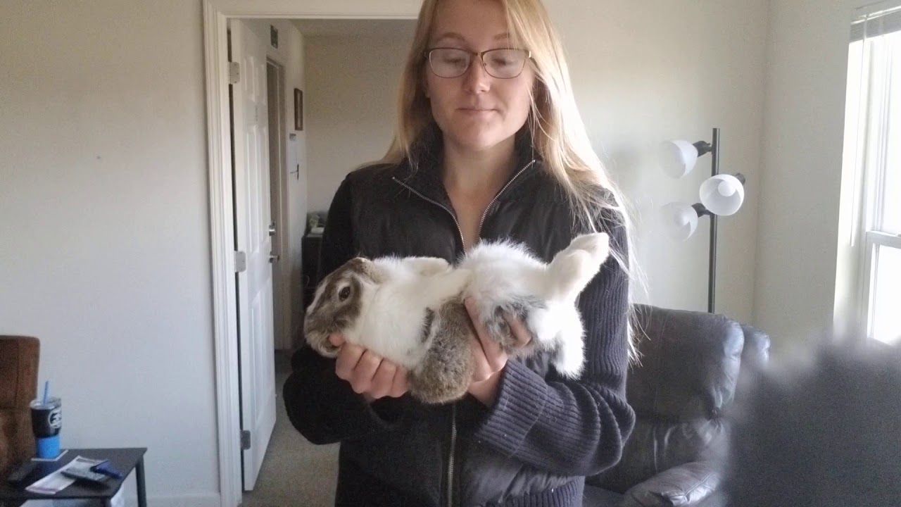Rabbit Handling 101