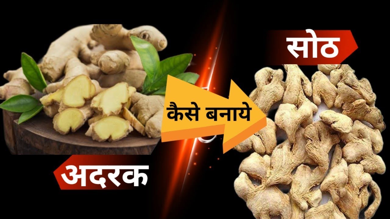 अदरक से सोठ कैसे बनाएं। अदरक से सोठ बनाने की संपूर्ण जानकारी। अदरक से सोठ कैसे बनाई जाती है। सूट