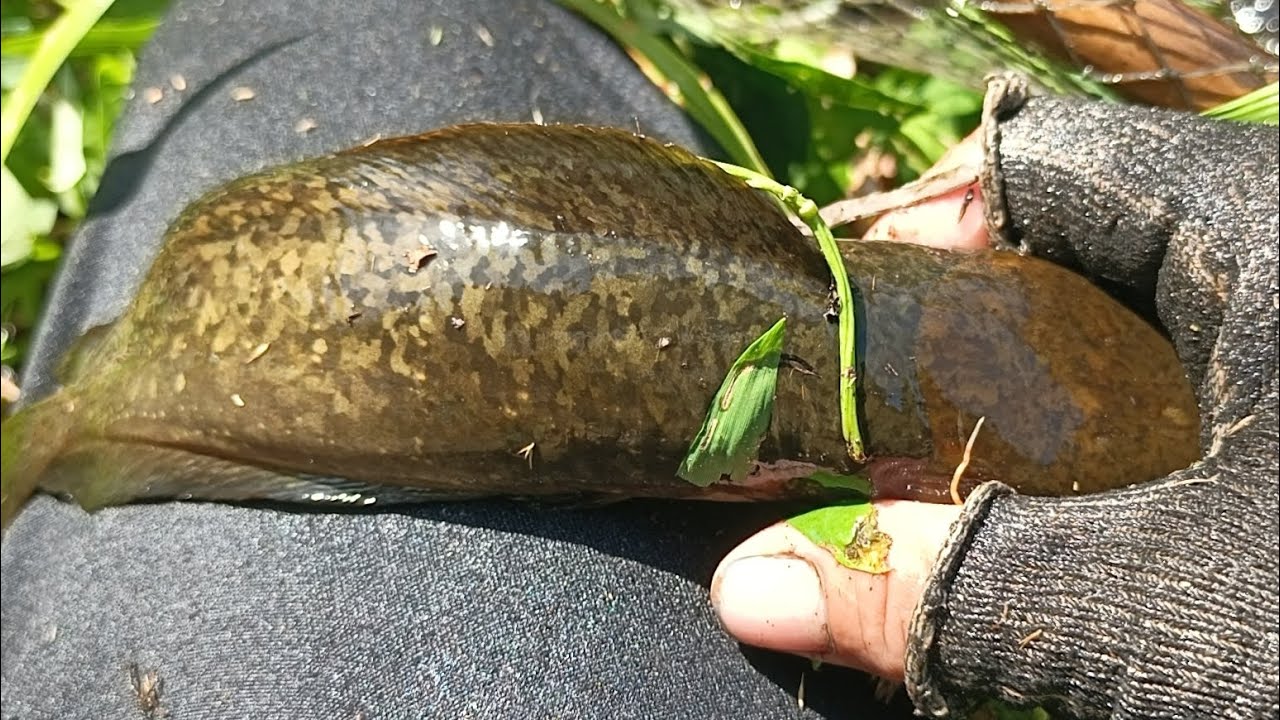Thăm lờ dính loài cá vàng ống mềm mại/Ignoring the giant golden catfish in Vietnam