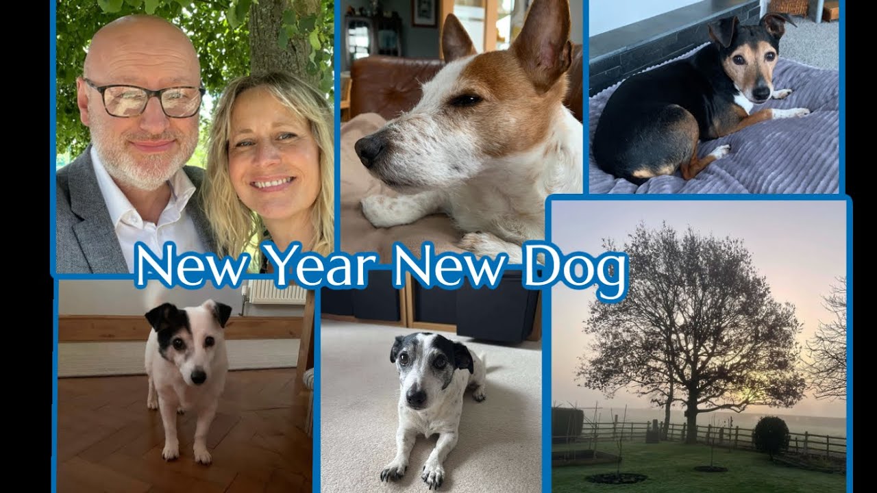New Year New Dog #rescuedog #jackrussells #gardening