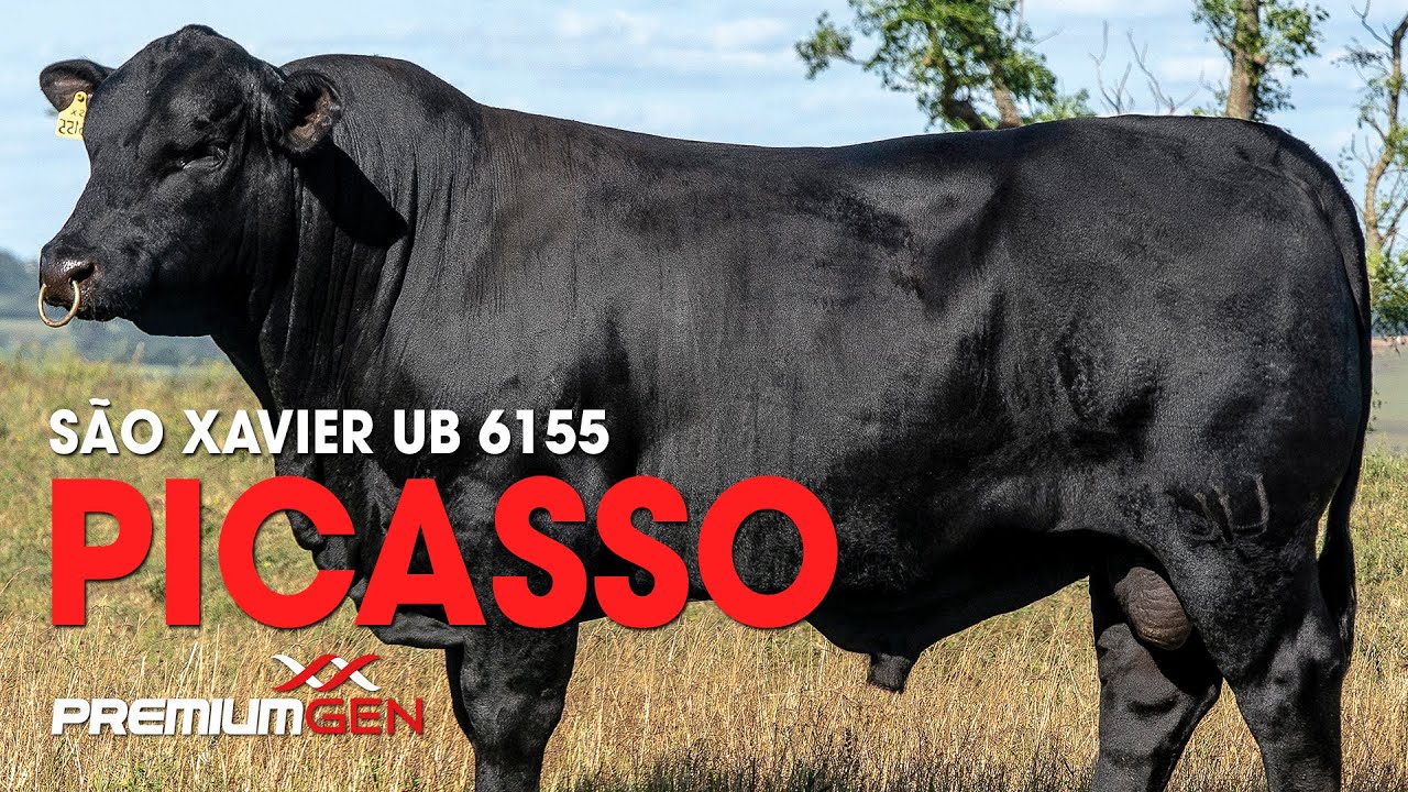 PICASSO - SÃO XAVIER UB 6155 - ULTRABLACK