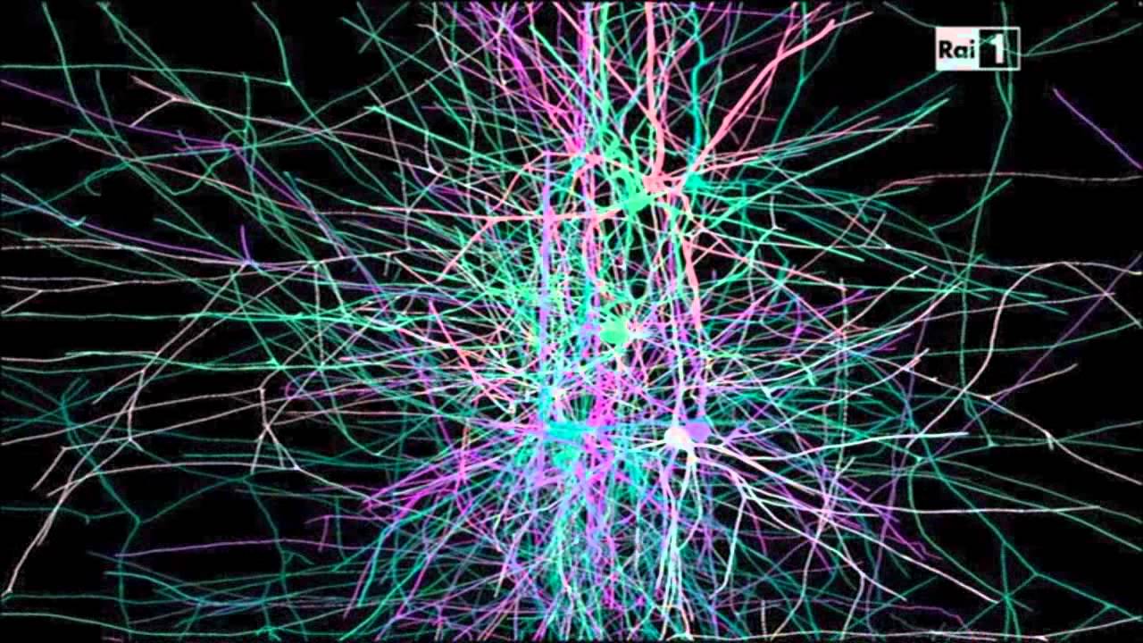 Le connessioni cerebrali