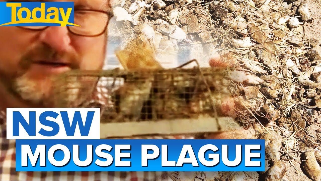 Mouse plague back in NSW town | Today Show Australia