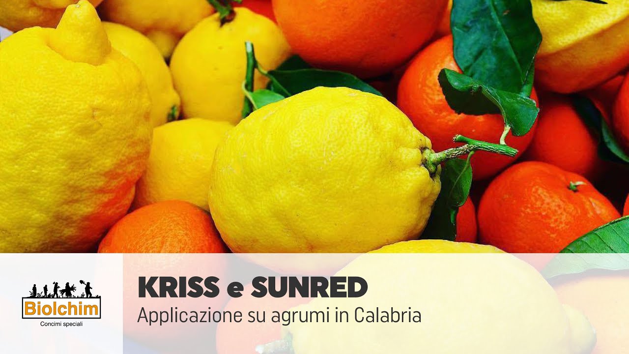 Applicazione di KRISS e SUNRED su agrumi in Calabria
