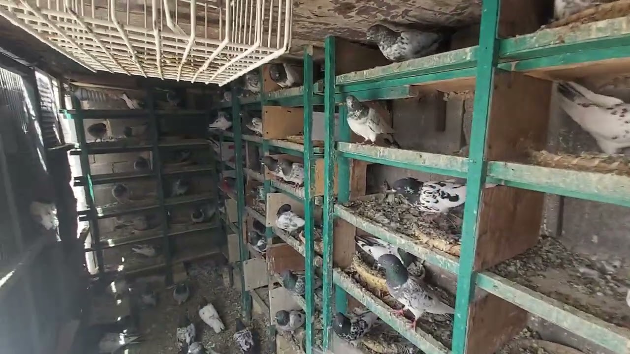 شلون تحافظ ع حمامك من المرض