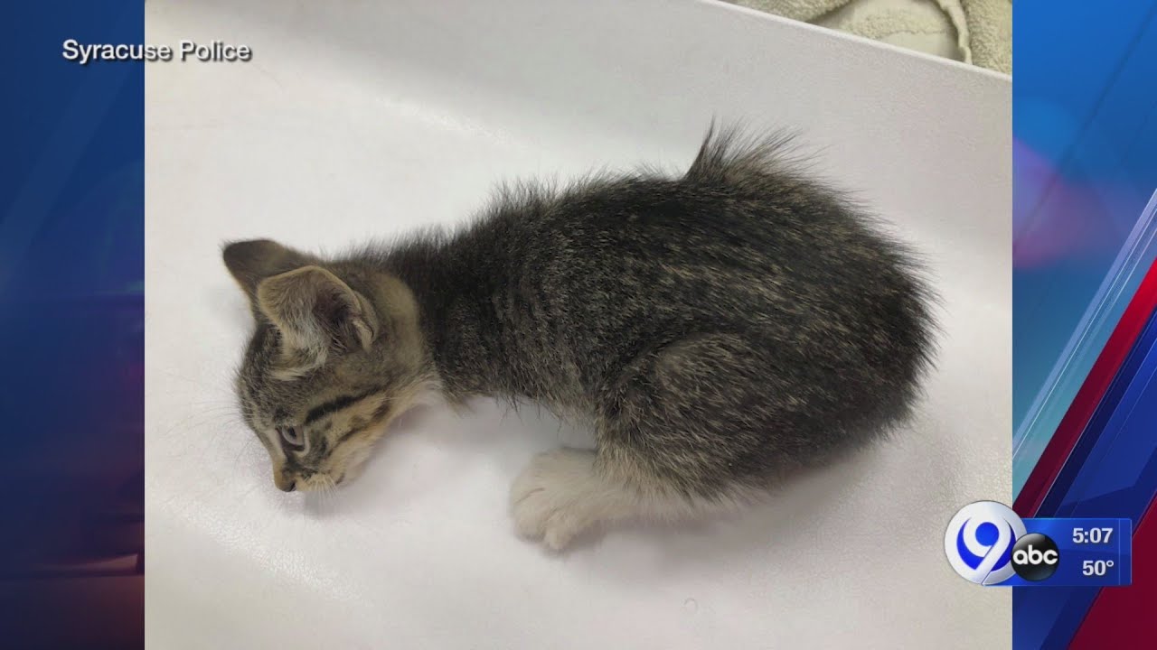 UPDATE: Rewards being offered in two Syracuse animal cruelty cases