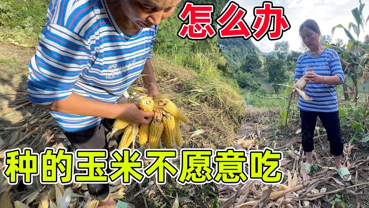 原本种来吃的玉米，结果老了都没人来搬去吃，太可惜了，只能用来喂鸡了，所以种菜人要有吃菜人才完美