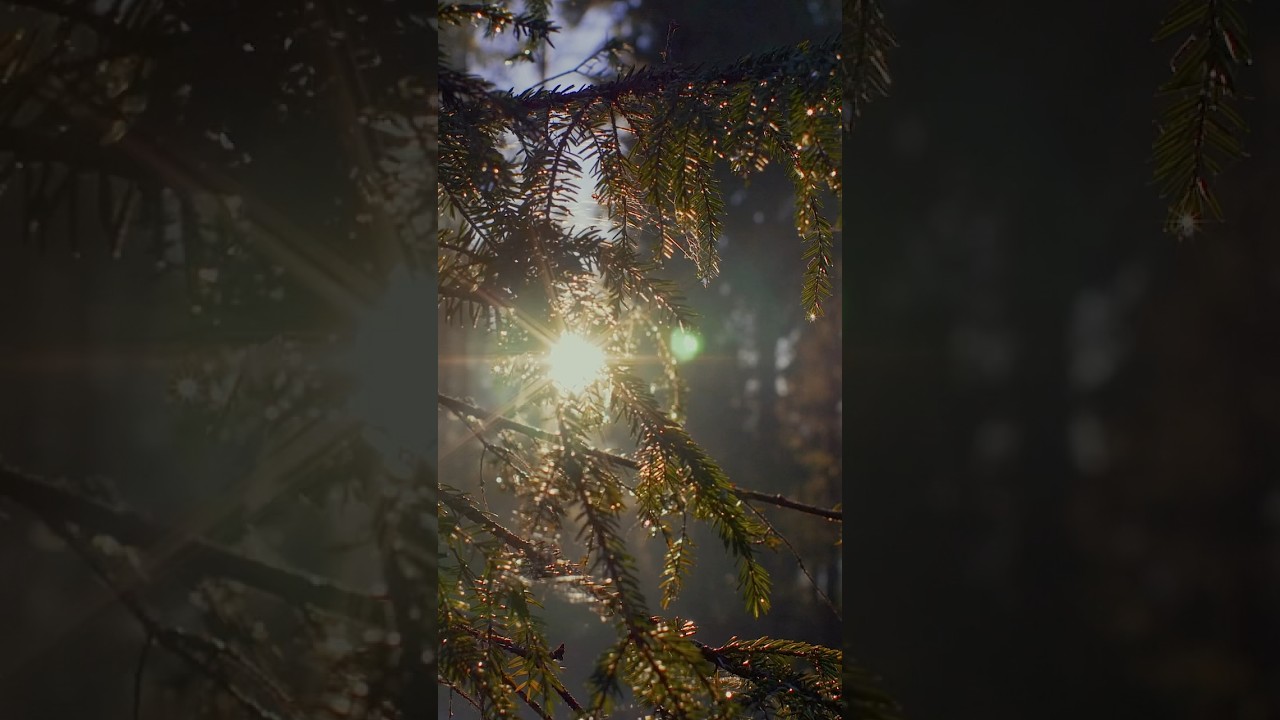 Relax... #музклипы #nature #fantasymusic #worldmusic #Ambientfolk #vikings #druidry #Guitare