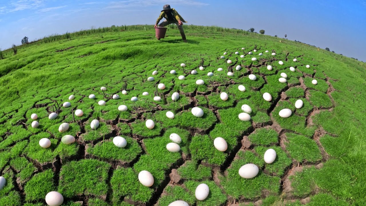 wow wow amazing, pick duck eggs under the straw in rice field by hand skills