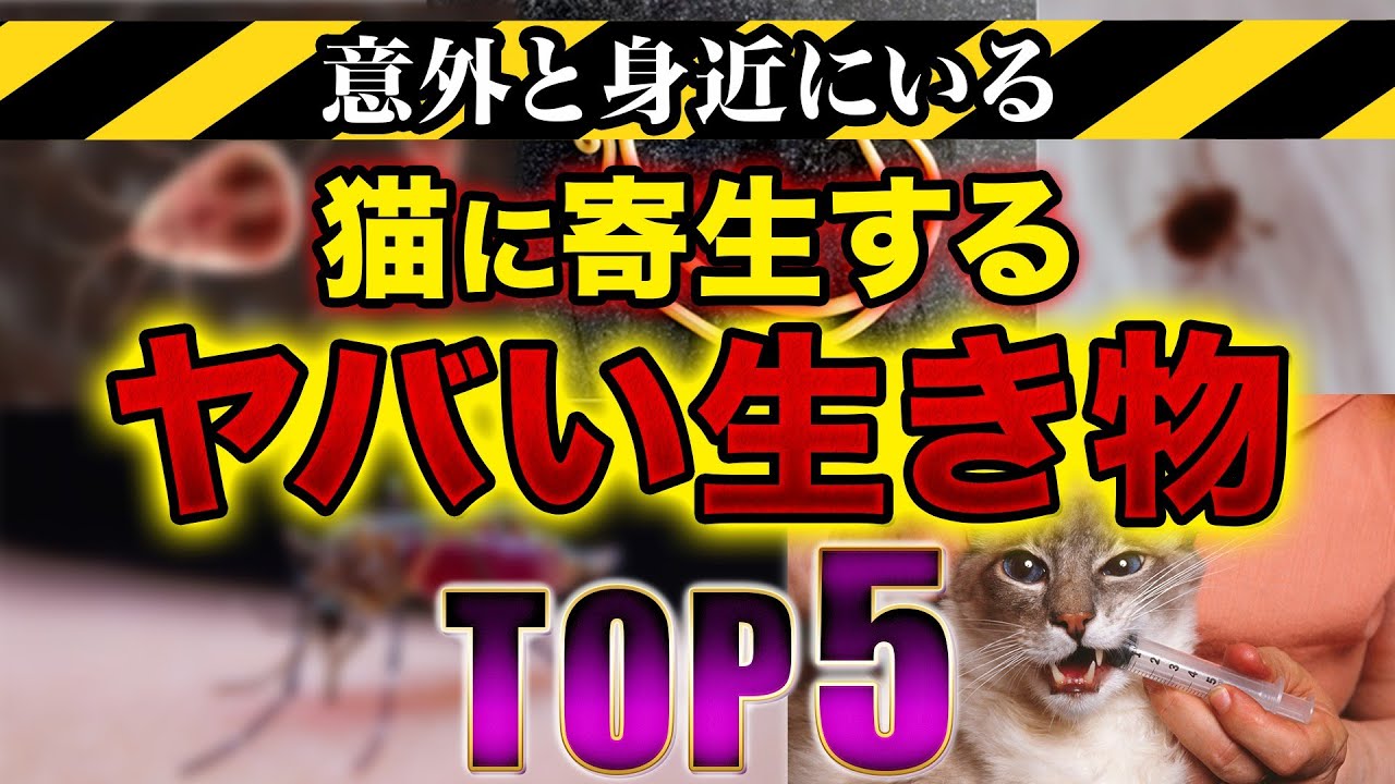 【現役猫ブリーダーが緊急警告！】猫に付きやすいヤバい生き物トップ5をご紹介！