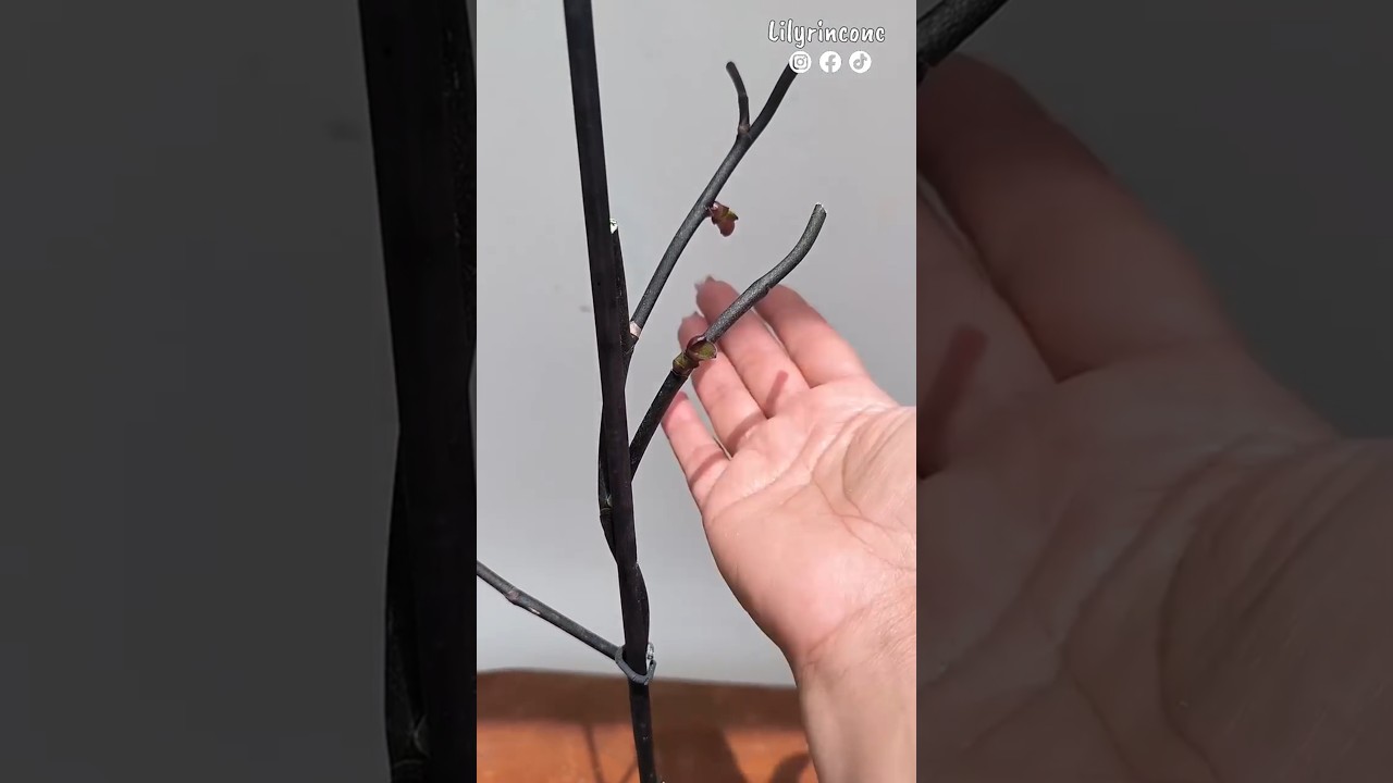 4 Tips rápidos para el CUIDADO DE LAS ORQUÍDEAS 😍 