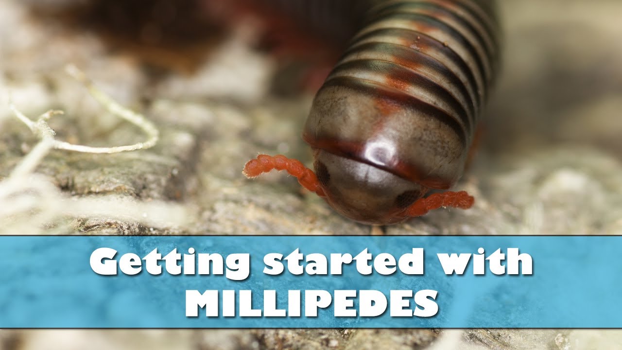 Getting started with millipedes - Millipede care and setup
