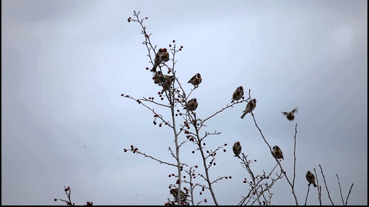Carduelis carduelis - Goldfinch /кадънка/