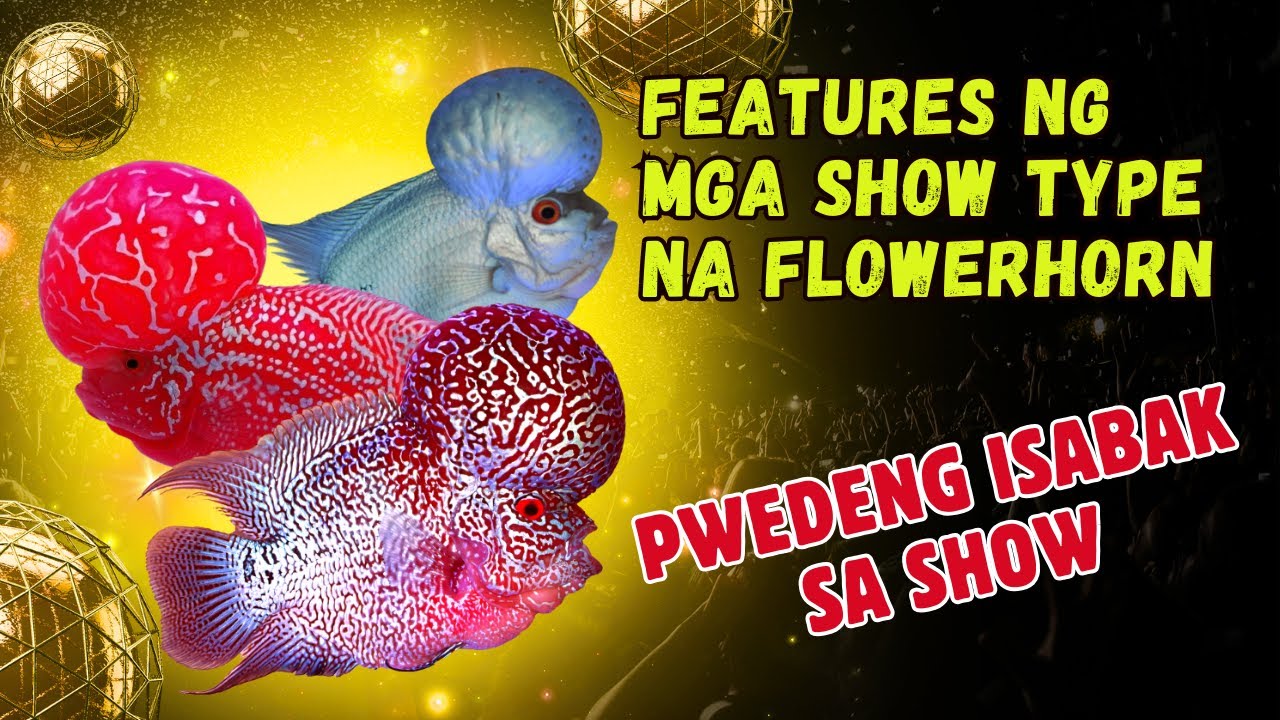 Features ng Flowerhorn na Pwedeng Isabak sa Show