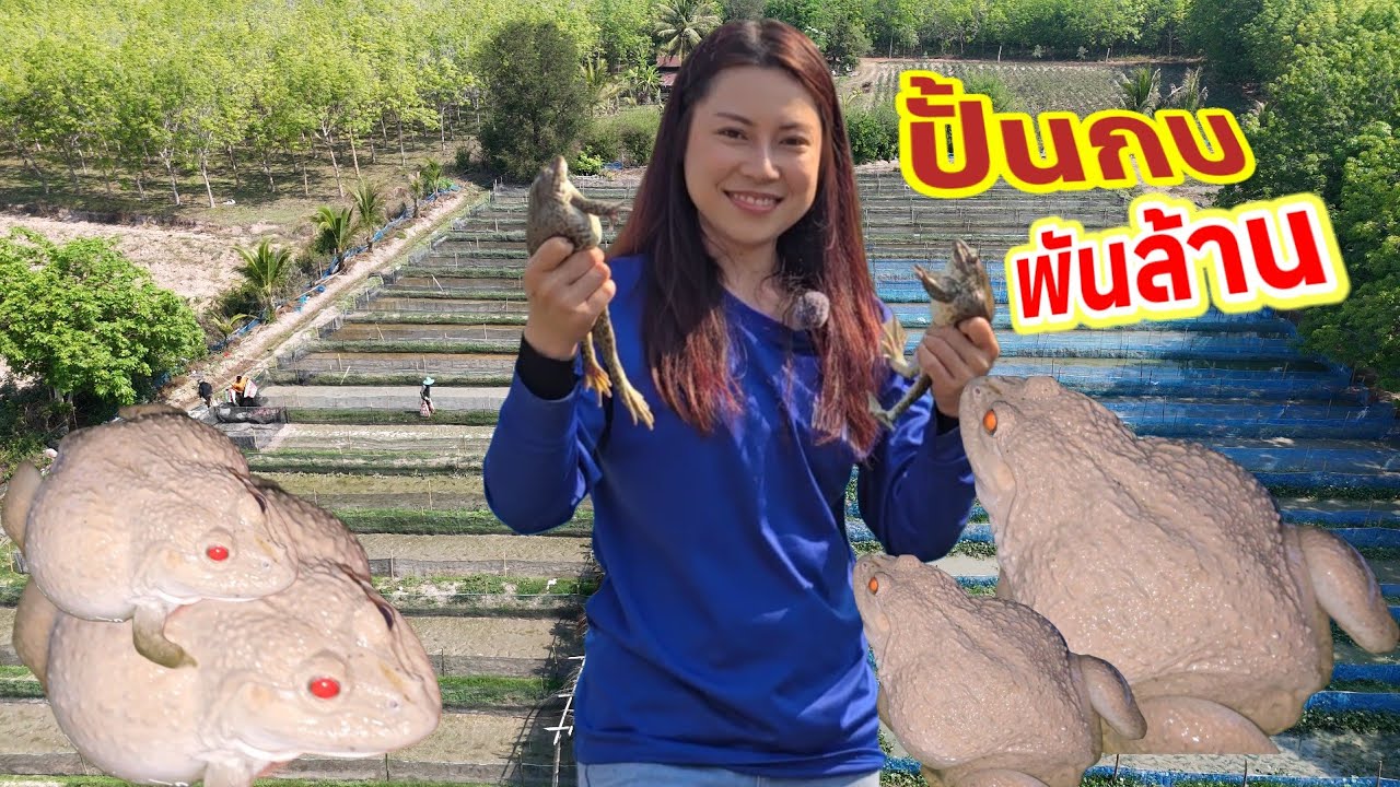แหล่งเพาะเลี้ยงกบ มา 30 ปีพลิกชีวิต ป่าสวนยาง