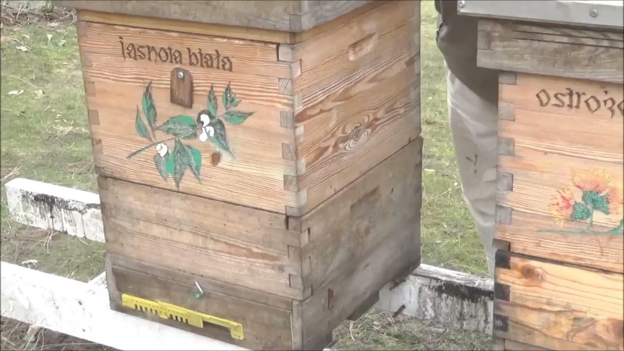 Kiedy uwolnić zaizolowane matki? Wiosna 2026.