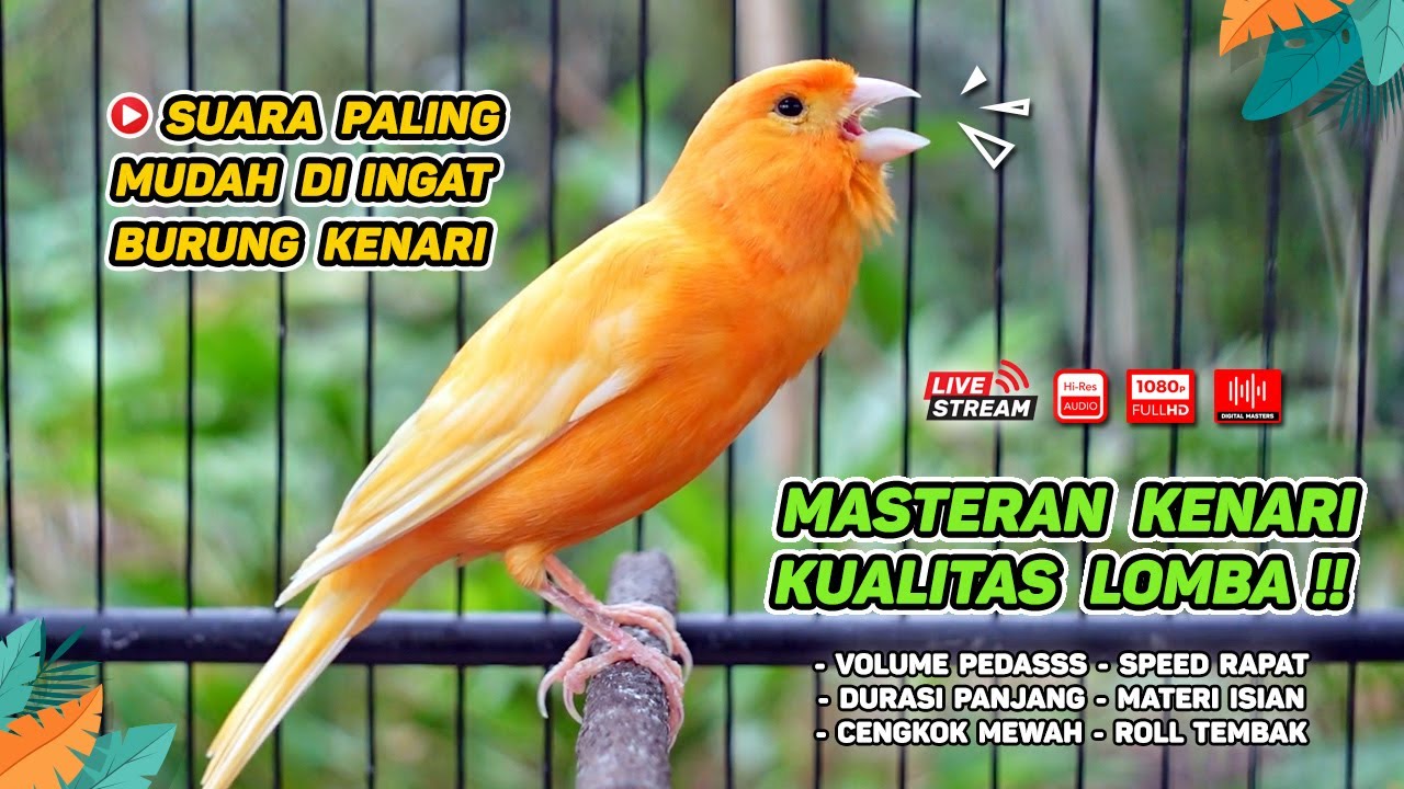Pancingan Suara Kenari Gacor‼️ Ampuh untuk Masteran Kenari Muda dan Terapi Kenari Macet Bunyi 554