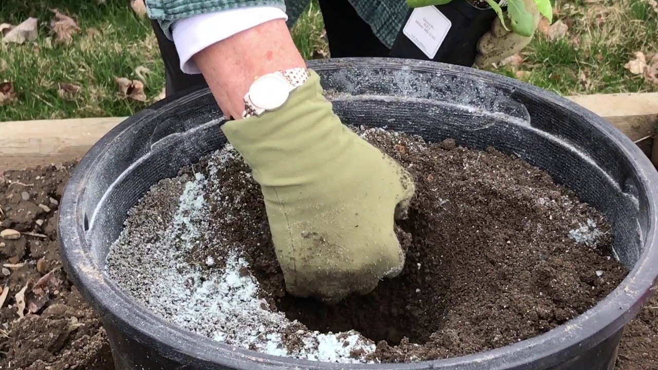 Planting Eggplant in Containers