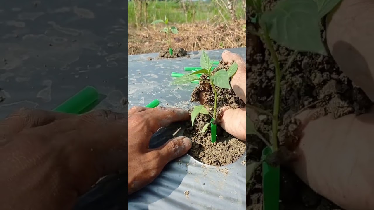 lakukan ini saat pindah tanam cabai untuk meminimalisir stress atau kematian pada tanaman