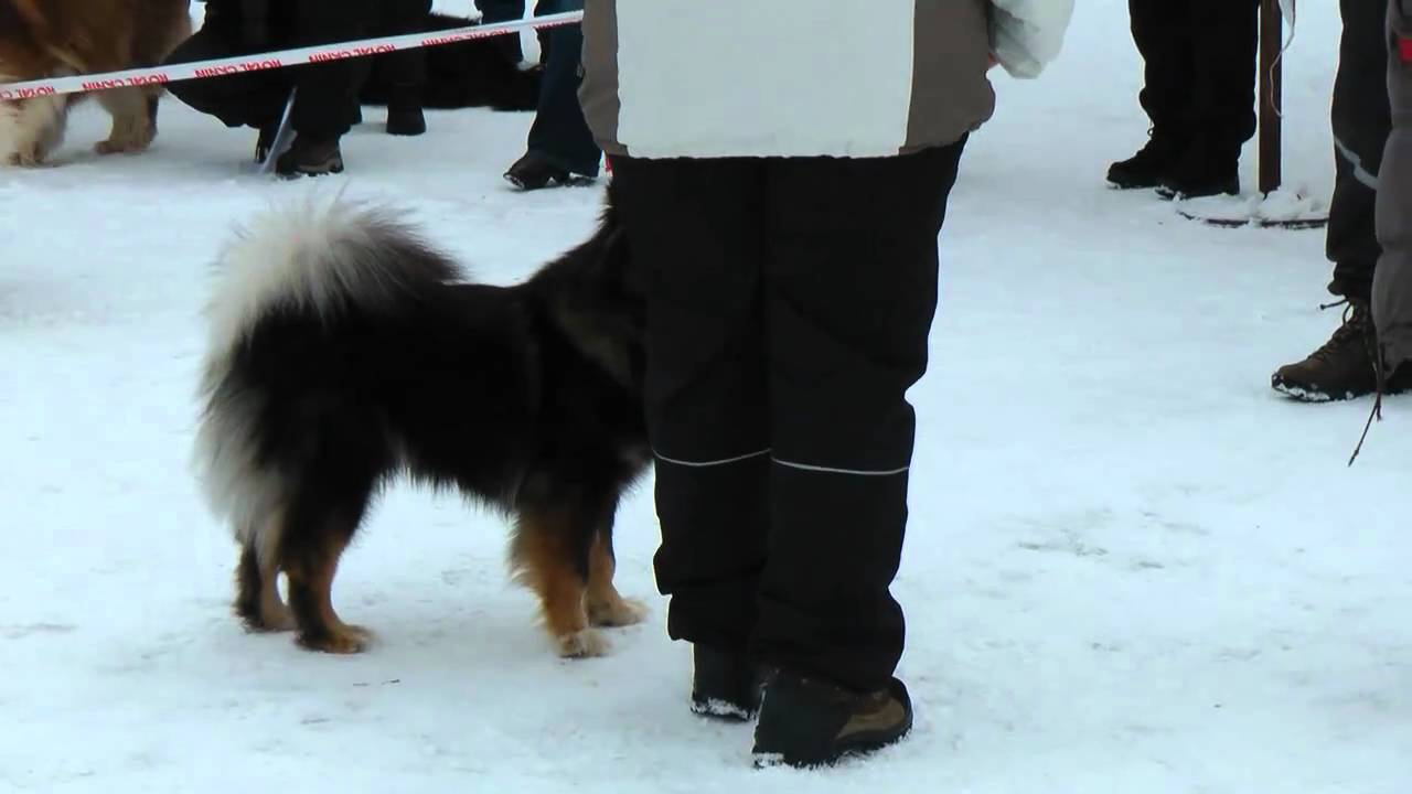 Lappalaiskoirat ry spring speciality show 2011 part 1