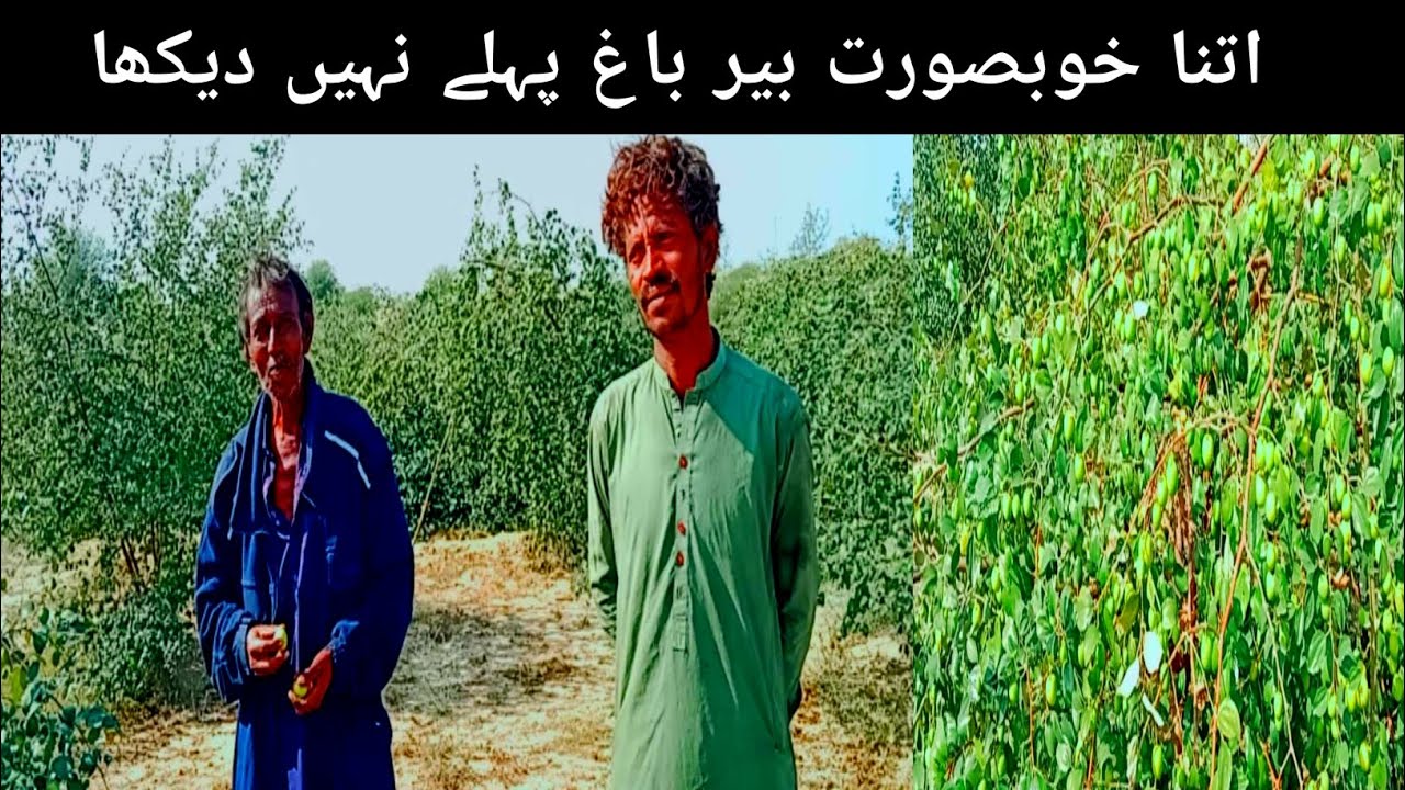 Dehat Ka Bair  | Aaj Bair Toray | Real Village Life Pakistan