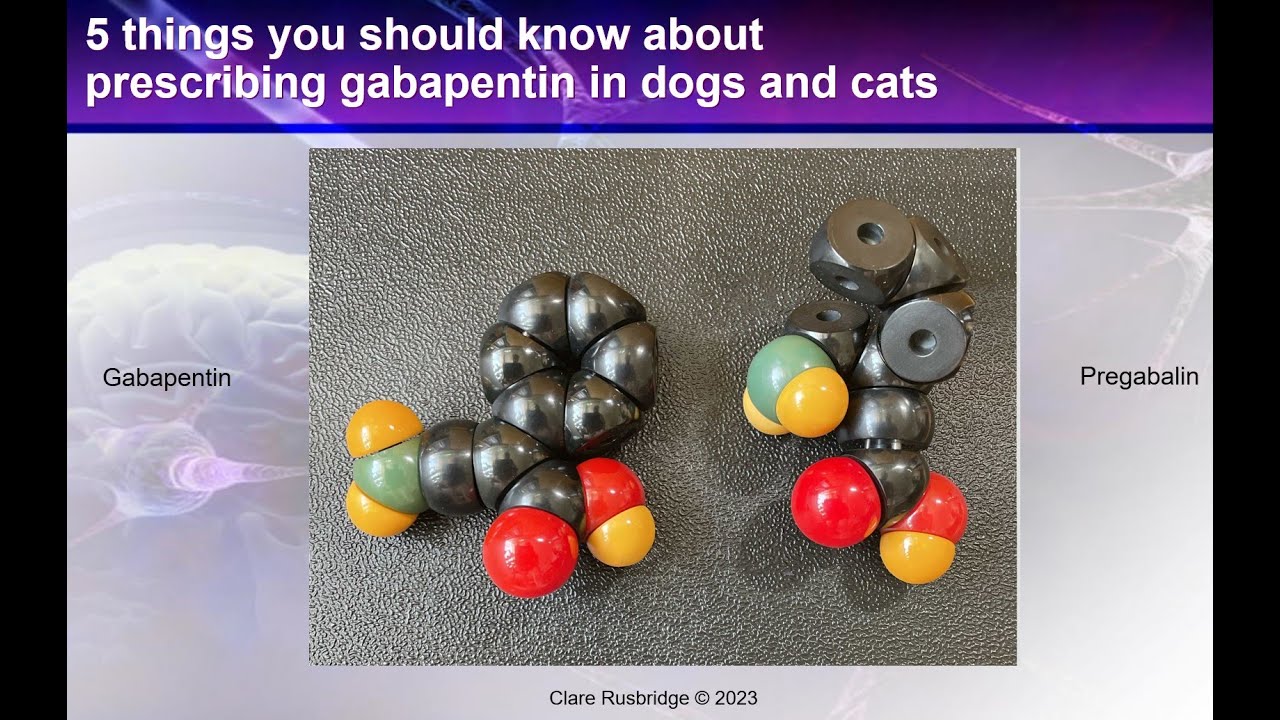 Gabapentin - 5 things you should know (in dogs and cats)