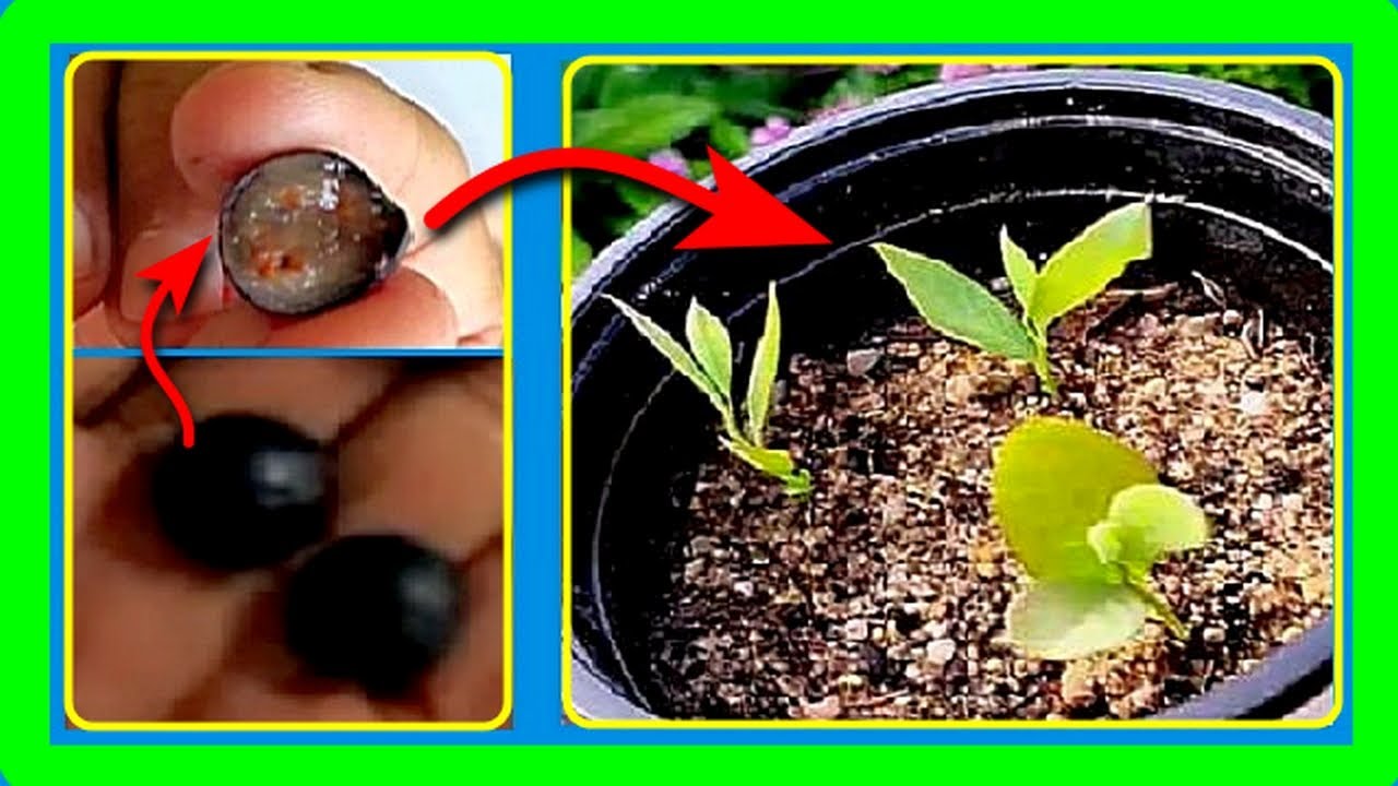 Ultimate Guide to Growing Blueberries From Seeds at Home Fast and Easily