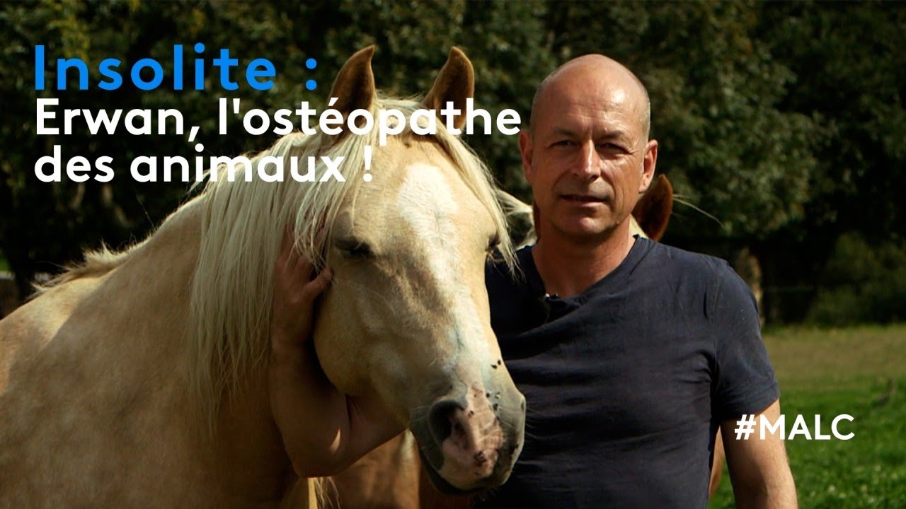 Insolite : Erwan, l'ostéopathe des animaux !