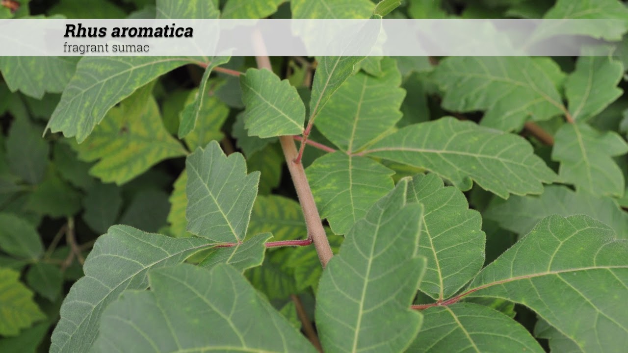 fragrant sumac (Rhus aromatica)