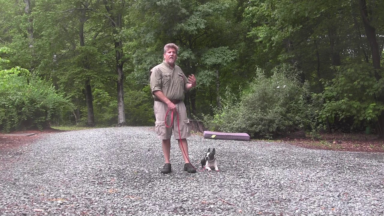 Boston Terrier Dog Training | Winston-Salem NC _  Sebastian