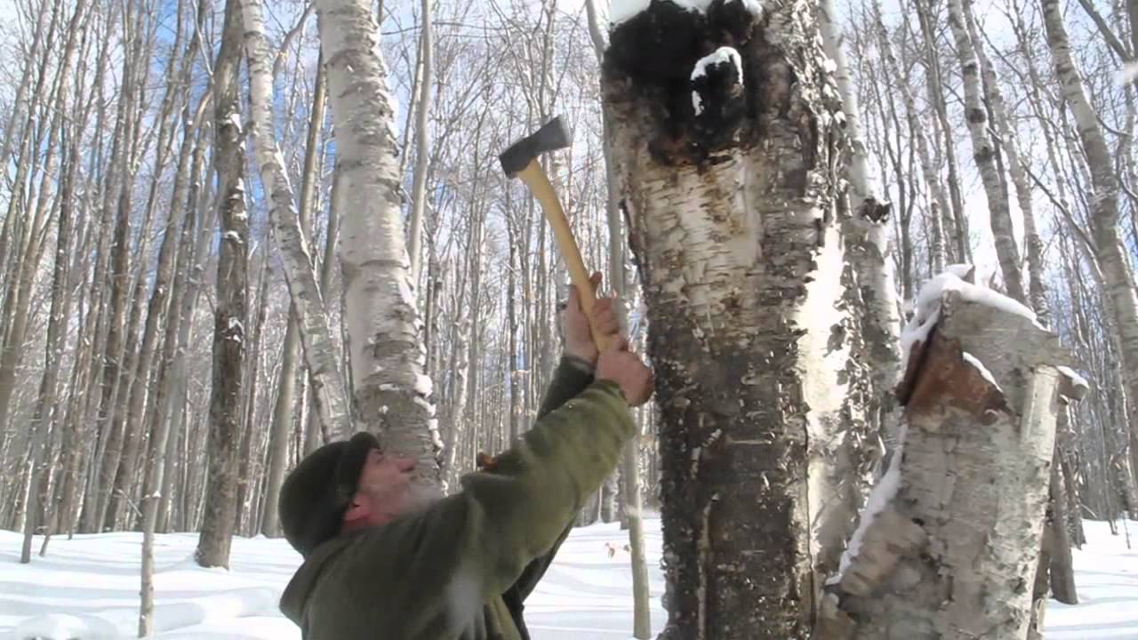 21st Century Long Hunter Harvesting Tinder Fungus (Chaga)